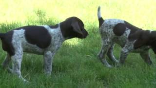 Interesting Origins of German Shorthaired Pointers [upl. by Kacy]