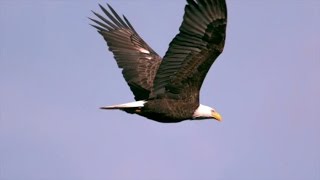 Las águilas los pájaros del aire  El Mundo Today 24H [upl. by Denna]