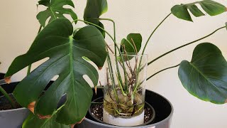 Monstera Deliciosa Propagation with all updates [upl. by Puett]