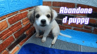 The dog was abandoned in front of a strangers house The puppy looked for help  Animal Diary [upl. by Comras]