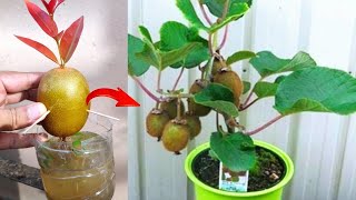 Best Skills Growing Kiwi tree from kiwi fruit in Water [upl. by Donall]