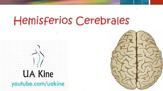 Hemisferios cerebrales  Divisiones [upl. by Helli492]