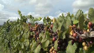 Muscadines  Southern Gardening TV August 24 2014 [upl. by Milburr]