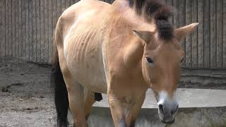 モウコノウマ 千葉市動物公園 2017年9月24日 [upl. by Harts]