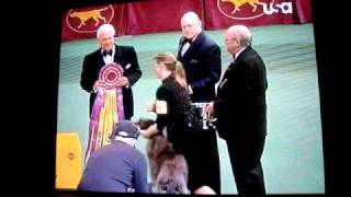 westminster kennel club dog show 2011 BEST IN SHOW WINNER [upl. by Arannahs]