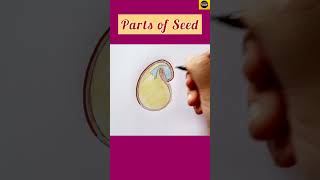 How to draw quotParts of seed quot diagram in easy way for beginners  Dicot seed  TheDrawingAcumen [upl. by Shaer]