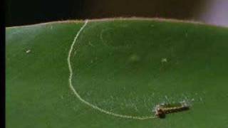 How caterpillars survive on plants  David Attenborough  BBC wildlife [upl. by Adnimra]