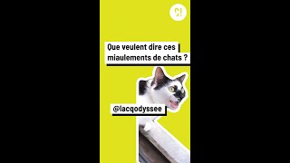 Comprendre les miaulements des chats [upl. by Diannne499]