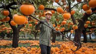 Harvesting persimmons and guiding the manual process to create naturally delicious dried persimmons [upl. by Rufena]