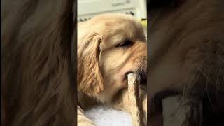 10Week Puppy  Chewing Satisfaction [upl. by Ellertal197]