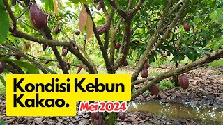 Kondisi Kebun Kakao MCC 02 Mei 2024 [upl. by Onurb]