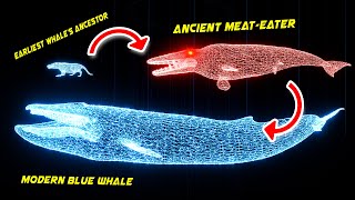 WHALE EVOLUTION in 50000000 years 3D Hologram Animation [upl. by Kristian]