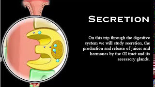 Digestive System Secretion part 3 Mechanism Secretion HCl Pepsinogen Pancreatic Juice [upl. by Castle]