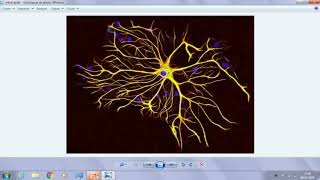 درس histologie S1 tissu Nerveux شرح رائع والله 2024 حلقة 5 الله يوفقكم اخوتي biologie [upl. by Thelma]