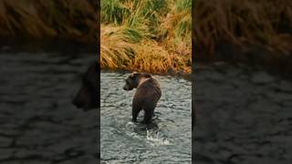 this is the sign to stay clear🤔🐻shorts bear wildlife brownbear animalsvideo [upl. by Ehcnalb]