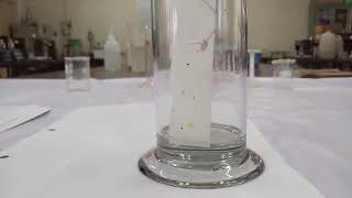 Paper chromatography Separation of mixture of Inorganic Cations [upl. by Savinirs]