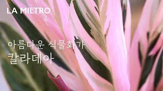 잎속에 잎을 그려요  아름다운 칼라데아의 세계 [upl. by Viens]