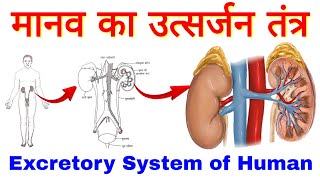 मानव उत्सर्जन तंत्र  Excretory System of Man  Human Excretory System  उत्सर्जन तंत्र  Excretion [upl. by Georgiana]