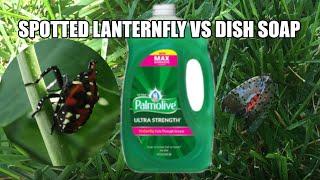 How to kill spotted lanternfly using dish soap [upl. by Pepi]