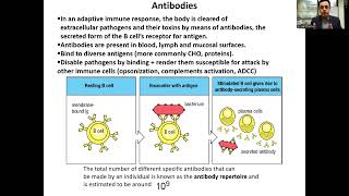 B Cells and B Cell Receptor BCRAntibody [upl. by Kellie]