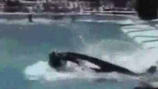 Orca ataca e mata treinadora em SeaWold na Floridaavi [upl. by Plunkett438]