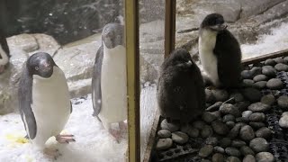 Naissance de deux manchots Adélie dans un zoo mexicain [upl. by Ehtyde]