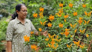 Beautiful Cape honeysuckle care and propagation in malayalam Tecoma capensis fertiliser tips [upl. by Baum190]