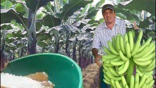 LAS FUENTES DE NITRÓGENO MÁS UTILIZADA EN PLATANO Y BANANO [upl. by Renie113]