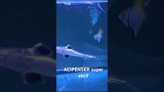 ikan ACIPENSER super aktifikan aquariumaquascape aquarium [upl. by Berl]