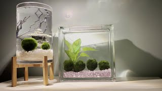 Marimo Moss Ball Terrarium [upl. by Tlevesoor58]