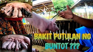 31 PIGLETS IMMUNIZE AT PUTOL NG BUNTOT  TERZAGHI TV [upl. by Fanchet]