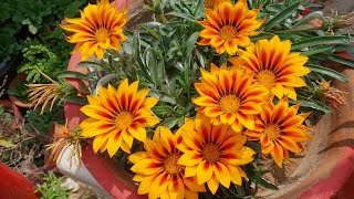 How to Collect Seeds of Gazania Plant for Next Season  Fun Gardening [upl. by Siram]