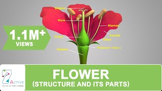 Flower Structure and its Parts [upl. by Yrrol]