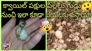 Quail Eggs hatching in Simple steps at home [upl. by Suzi]