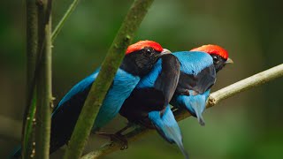 Manakin Birds have ALL Best Dance Moves  Seven Worlds One Planet  BBC Earth [upl. by Ynaffet761]