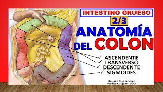 🥇 Anatomía del COLON Intestino Grueso 23 ¡Fácil Explicación [upl. by Leelaj289]