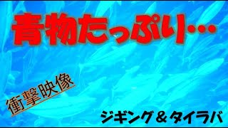 【水中映像】衝撃映像！ ジギング＆タイラバ 水中撮影 [upl. by Phebe86]