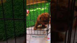 Poodle Puppies Jaipur Rajasthan India trending trendingshorts shortfeed shorts dog pet poodle [upl. by Ennywg]