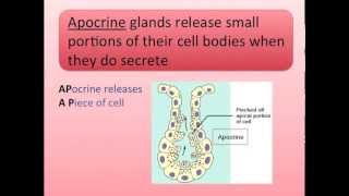 Exocrine Glands Song [upl. by Eilrahc]