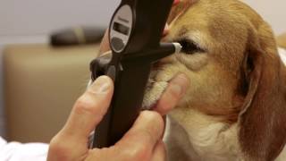 TonoVet Tonometer J1000  Canine [upl. by Grubb]