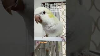 【こはね】の歩き方が不器用な感じで可愛い😆💕 オキナインコ Myiopsitta monachus [upl. by Farman]