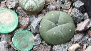 2 Year 3 Month old seedlings update Various Ariocarpus Lophophora and Astrophytum [upl. by Coffeng]