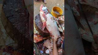 Excellent Cutting Skills  Big Silver Carp Fish Cutting By Expert Fish Cutter😱😱 shorts [upl. by Ahseinar]