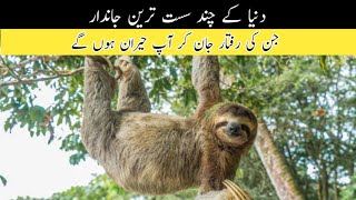 World Laziest Animals  दुनिया के सबसे आलसी जानवर [upl. by Lebama]