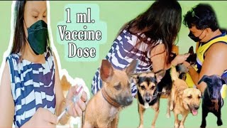 HOW TO GIVE A DOG AN INJECTION AT HOME The easy way [upl. by Ytok]