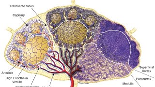 Lymphatic System Histology  Practical Lab 12  Dr Byson EM🩺 [upl. by Arik128]