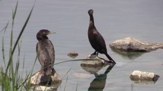 Neotropic Cormorant [upl. by Garmaise]