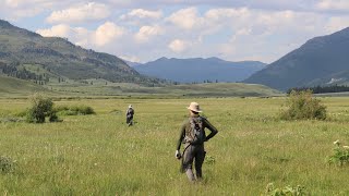 Fly Fishing for cutthroat trout  Yellowstone National Park 2023 [upl. by Epilif]