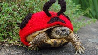 How to Keep Your Tortoise Warm This Winter [upl. by Rednaxela555]