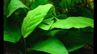 Anubias barteri var barteri quotBroadleaved Anubiasquot Care and Info [upl. by Namara170]